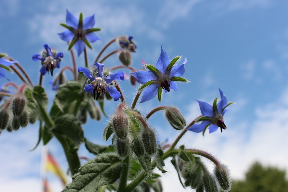 piante d borragine che si stagliano nel cielo