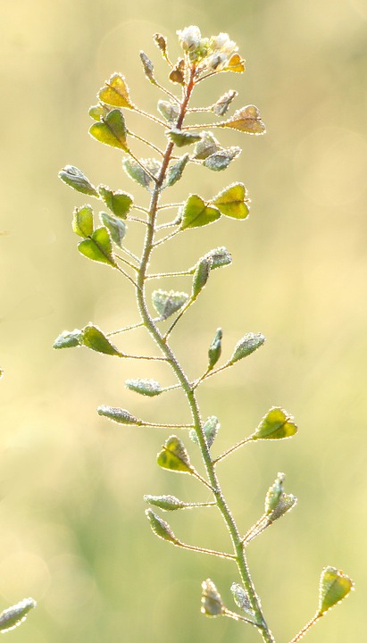 piantina in mezo a un campo primaverile