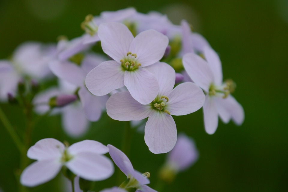 piccoli fiori bianchi di borspastore