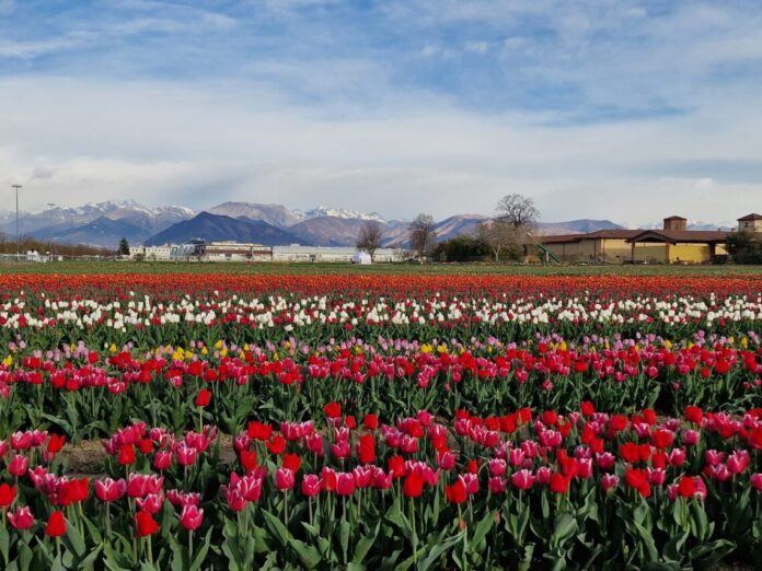 campo di tulipani con cascina duc sullo sfondo
