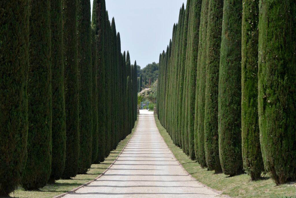 cipressi alberi - un viale costeggiato da due lunghe file di cipressi