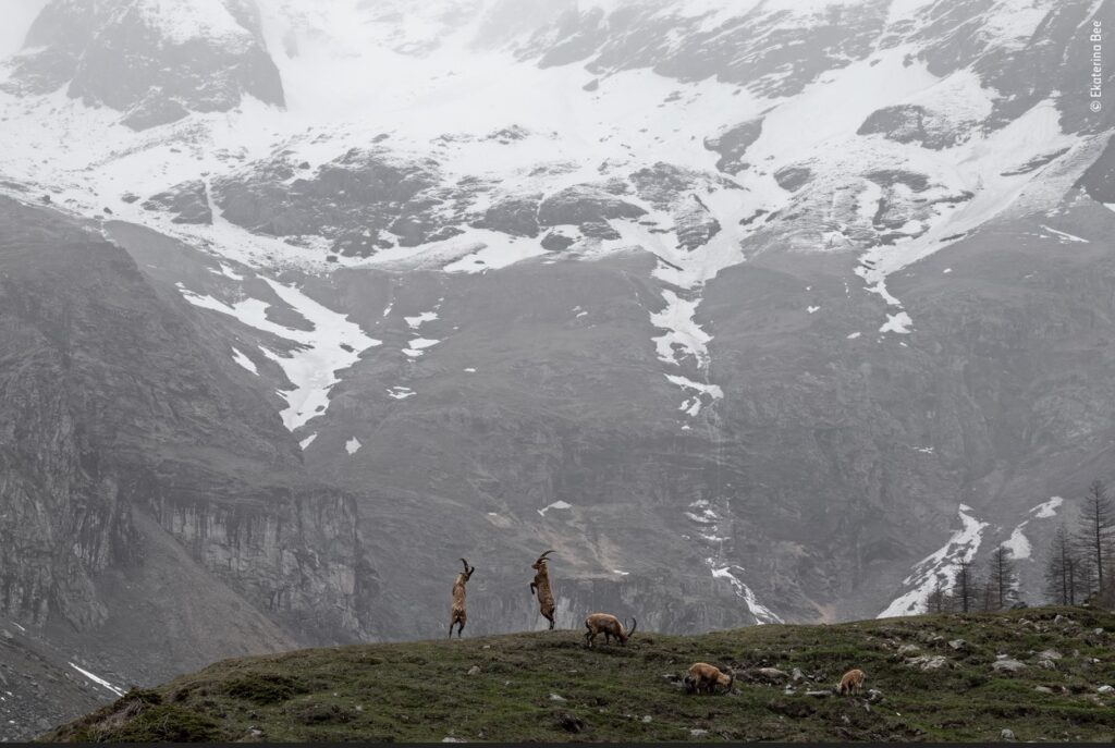 stambecchi sull'arco alpino del pian della mussa vincitore esposto al Forte di BArd