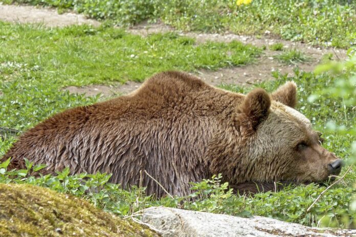 orsa bruna distesa a terra nell'erba