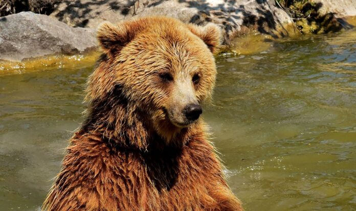 orsa bruna del trentino fugatti mentre fa il bagno nel fiume