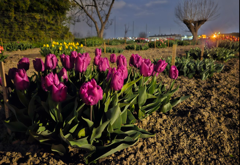 campo di tulipani fucsia in visione notturna con luci lampioni 