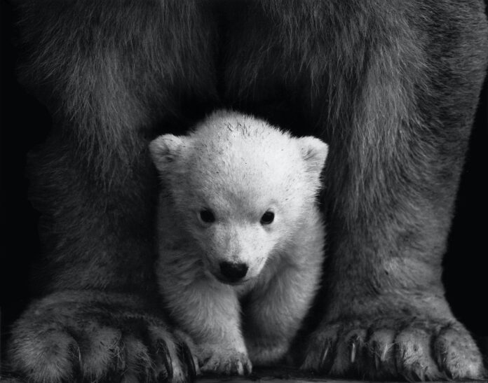 runner morto orso cuccioli - foto in bianco e nero dove si vede un cucciolo d'orso tra le enormi zampe della mamma