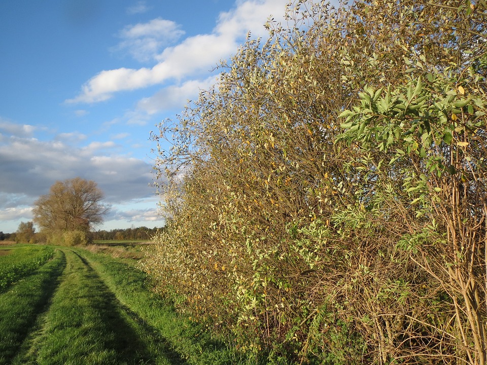 filari con salici a lato