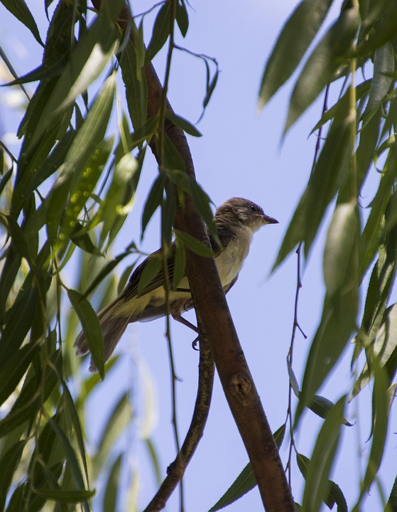 un uccellino posato su un ramo di salice