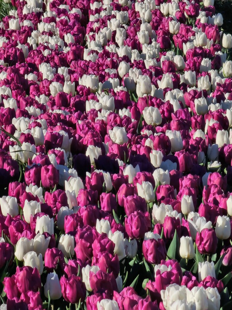 tulipani bianchi e ROSA