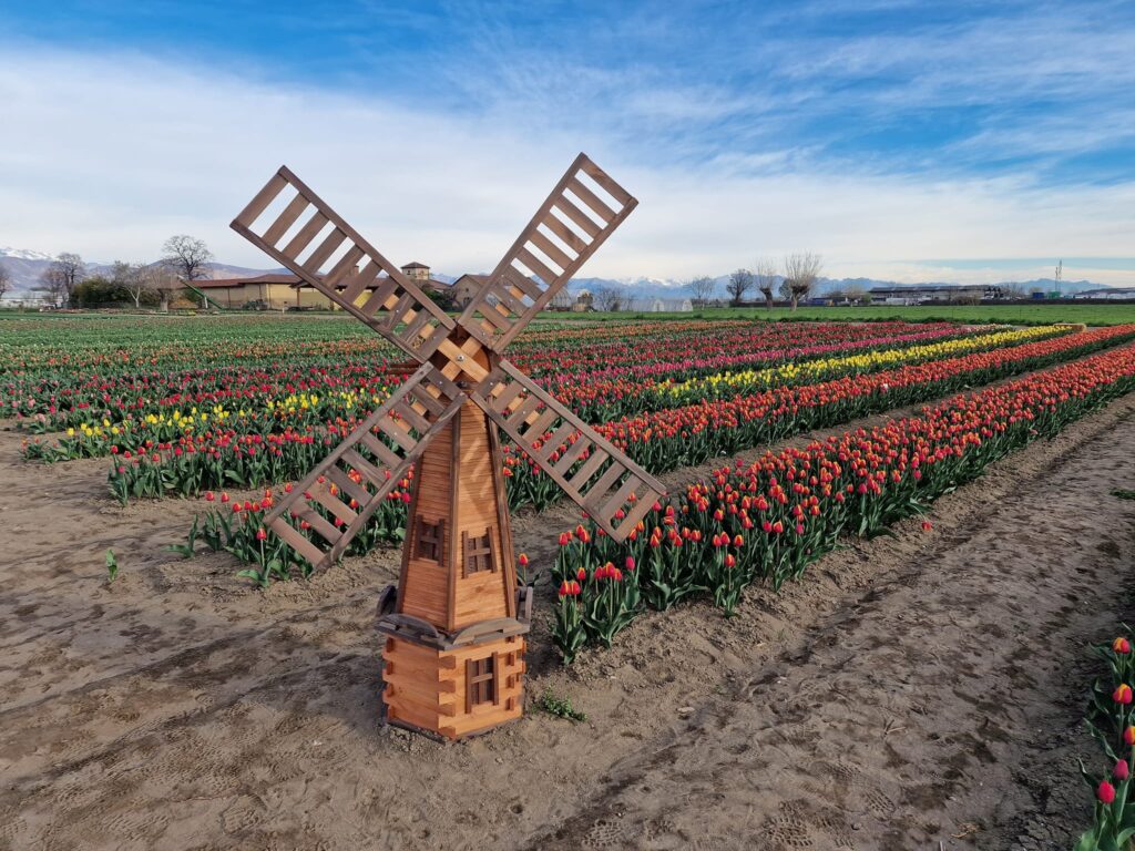 un mulino a vento di legno in miniatura nel campo di tulipani