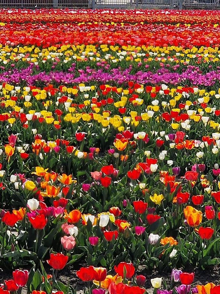 campo di tulipani rossi rosa e gialli a