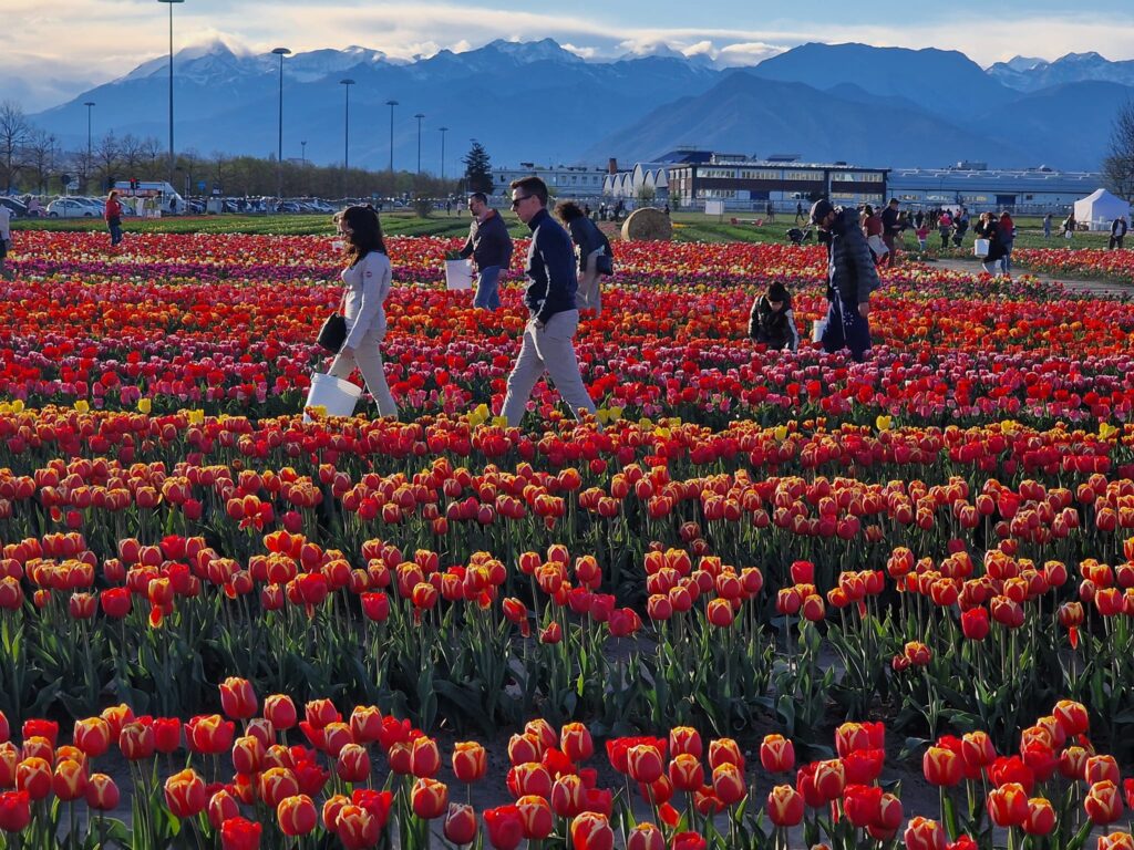 persone in passeggiata nei filari di tulipani rossi e gialli