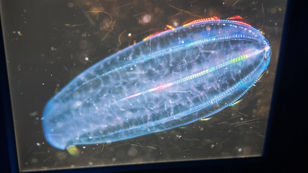 un mollusco di forma ovale trasparente e luminoso