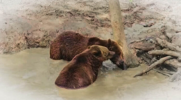 abbattimento orsa Fugatti - nella foto due orsi giocano insieme in una pozza d'acqua