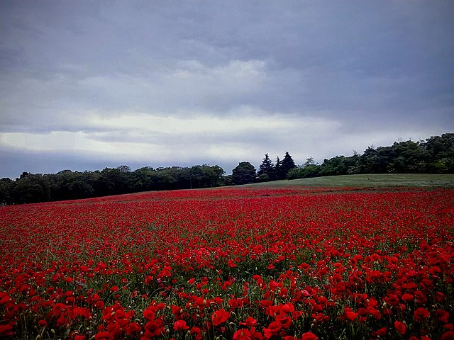 campo di papaveri sulla collina morenica di Castiglone