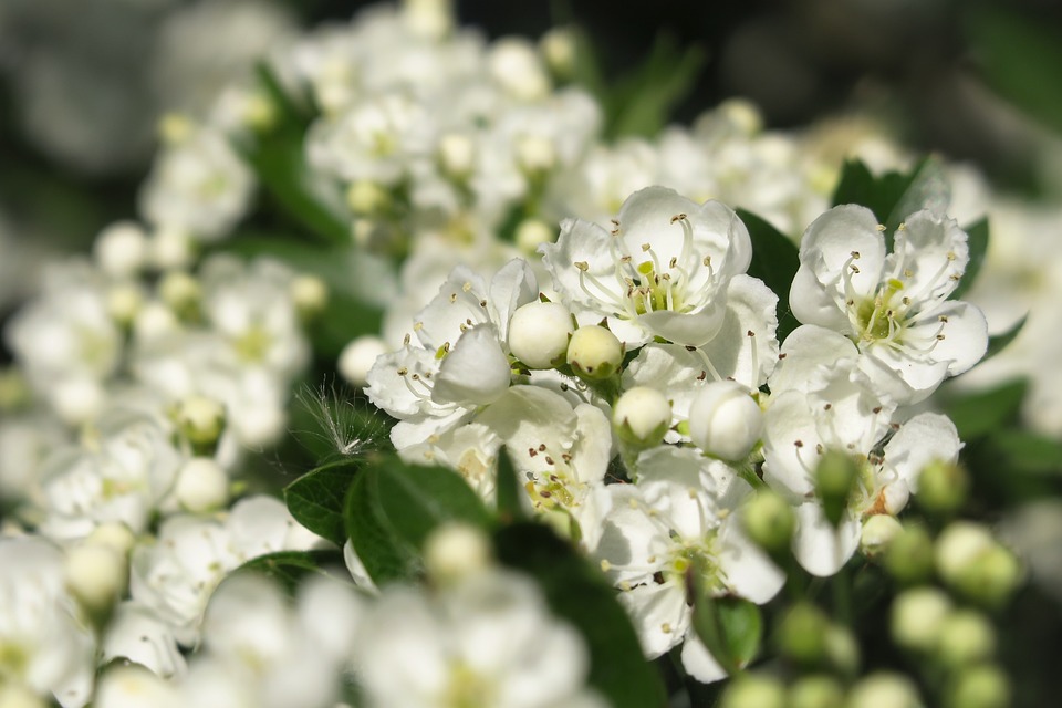 fiori di biancospino