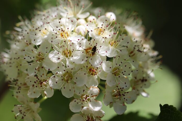 fiori di biancospino