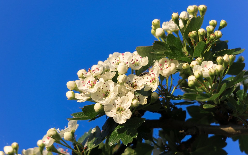 fiori biancospino su ramo sotto cielo azzurro