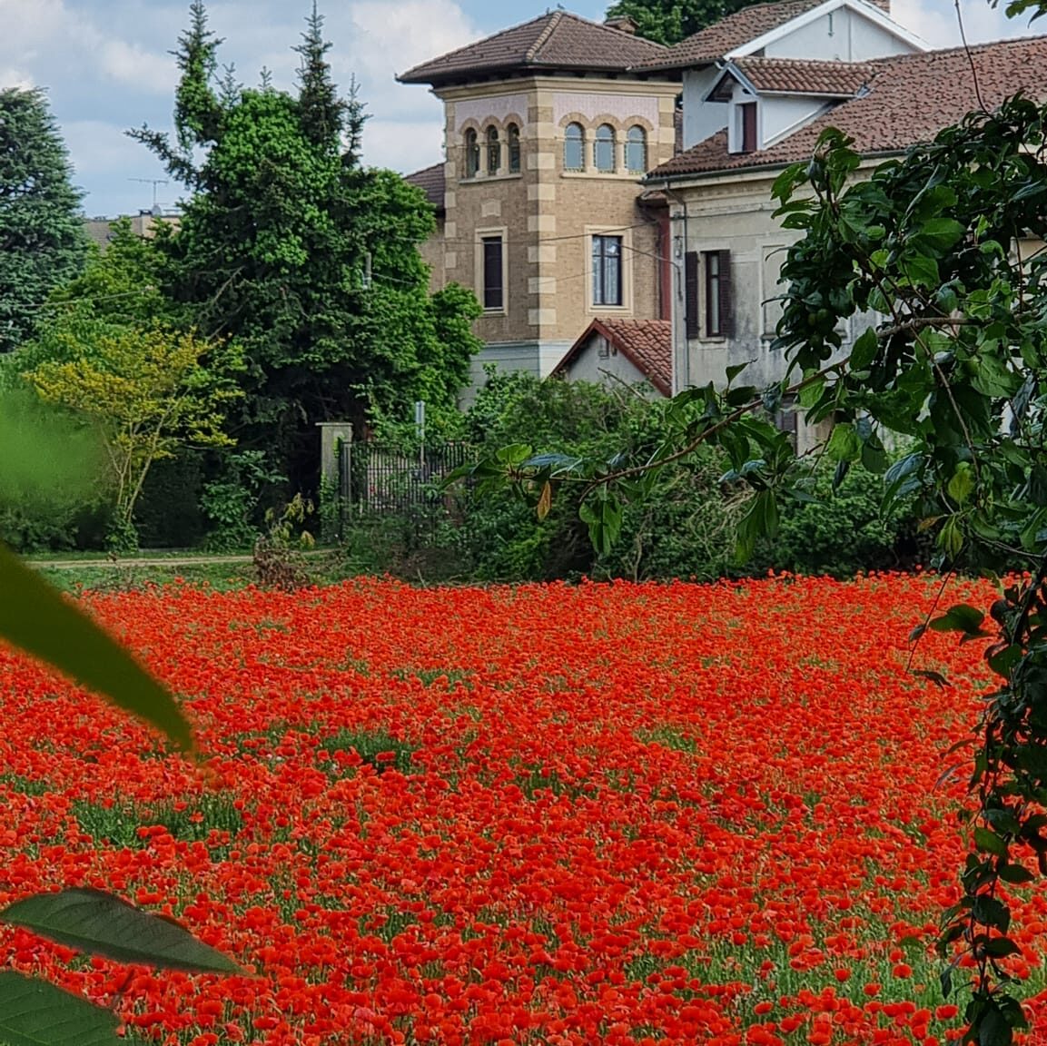 campi di papaveri rossi a Carignano un piccolo castello si staglia dietro mille papaveri rossi 