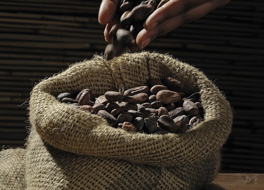 Un sacco di iuta colmo di fave di cacao e al di sopra due mani stanno versando altre fave