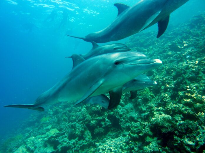 nel Editerraneo dei delfini che nuotano