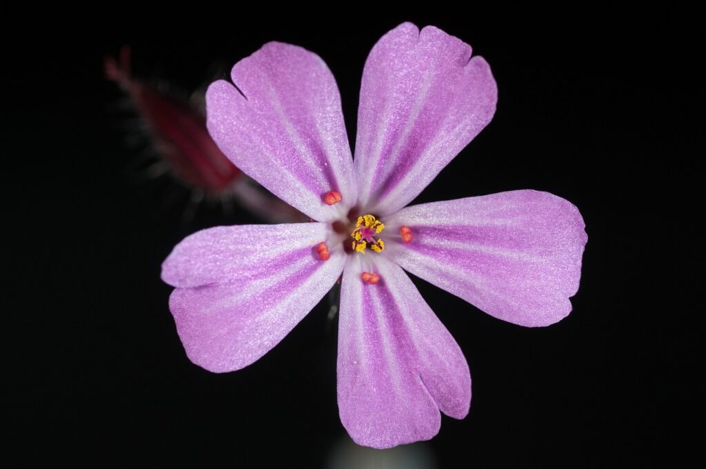 fiore rosa in primo piano su fondo nero