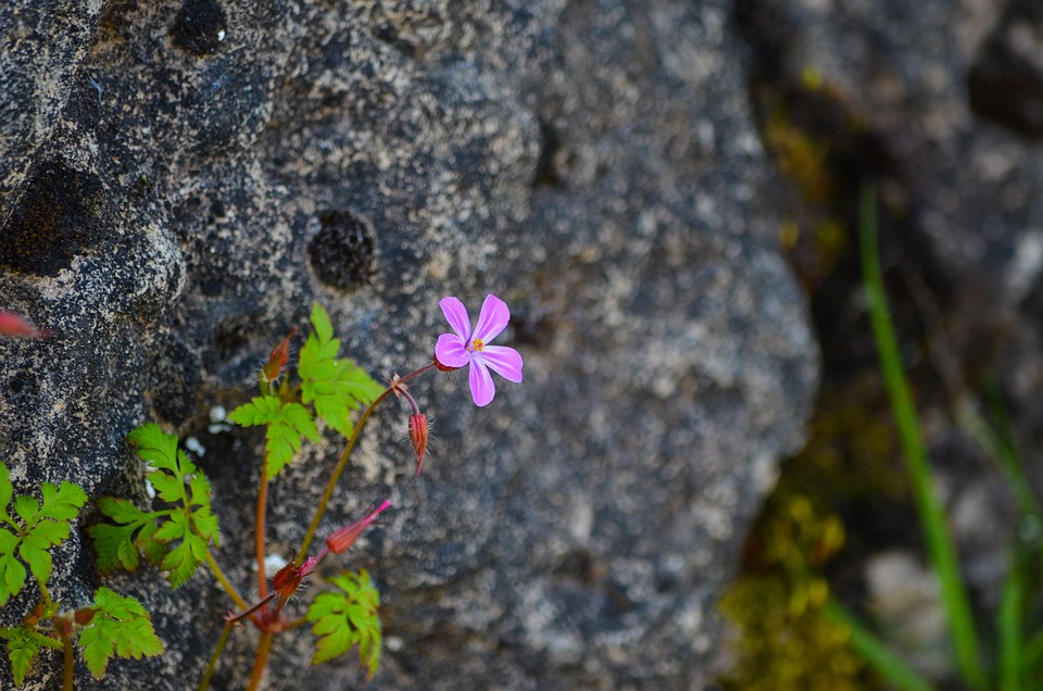 erba roberta spuntata su una roccia