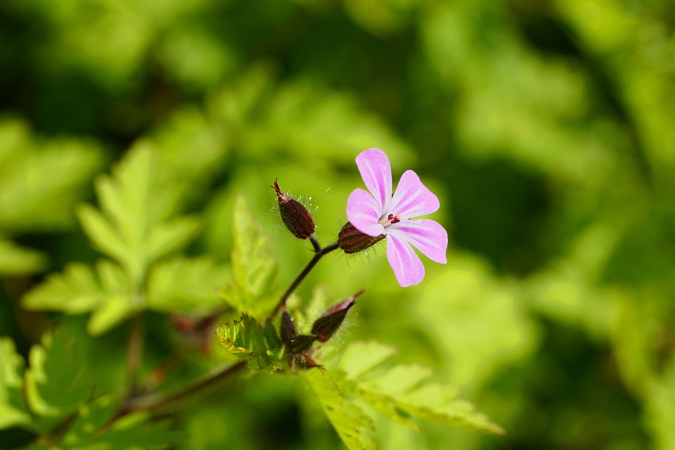 piccolo fiore  di erba roberta rosache spunta un prato 