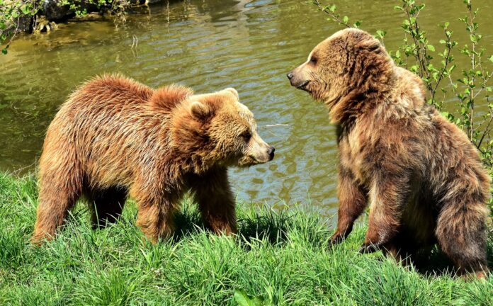 Trentino - due orsi bruni nella vegetazione