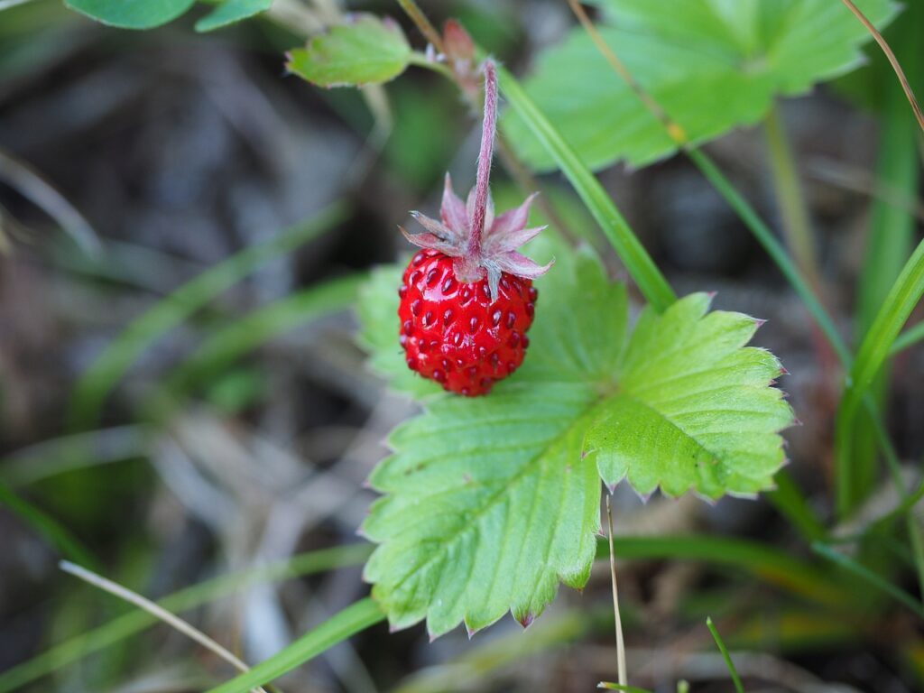 piccolissima fragola di bosco sotto le foglie