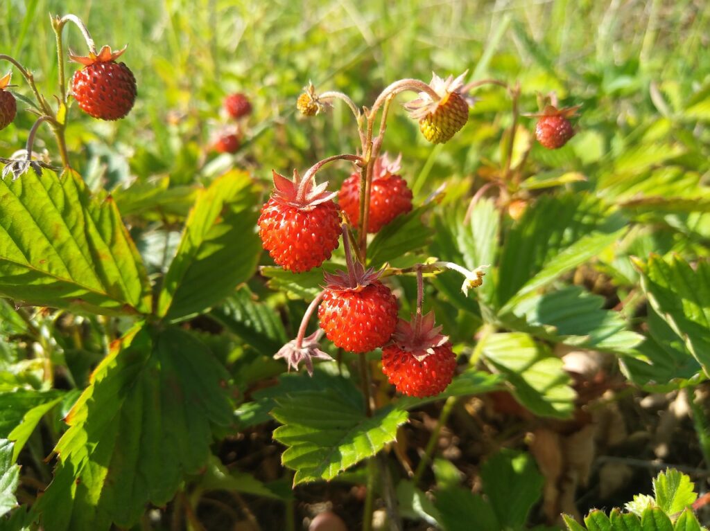 fragola matura in un campo di fragole