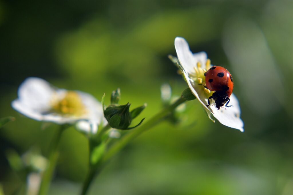 una piccola coccinella sopra i fiori bianchi