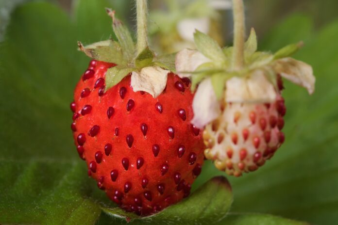 due piccole fragole selavtiche o di bosco una matura l'altra ancora bianca