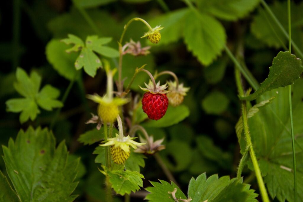 piccole fragole nel bosco circondate da foglie