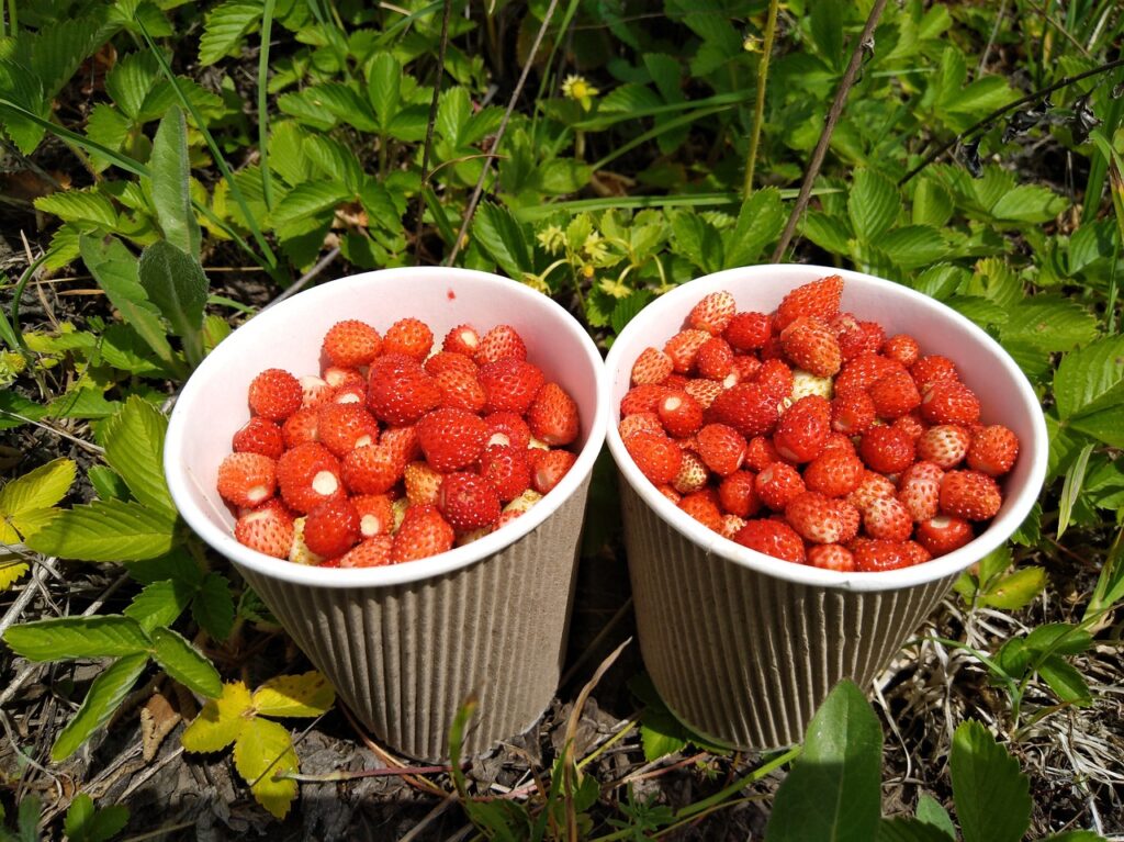 due cestini pieni di fragole di nosco appoggiati su un prato