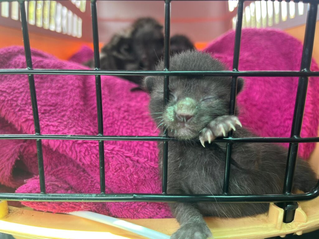 un gattino appena nato grigio ha la zampina appoggiata alle sbarre di una gabbia