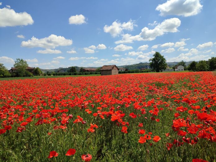 campo di paapveri rossi con in fodno un piccolo rustico in un cielo azzurro con picccole sparse nuvole bianche