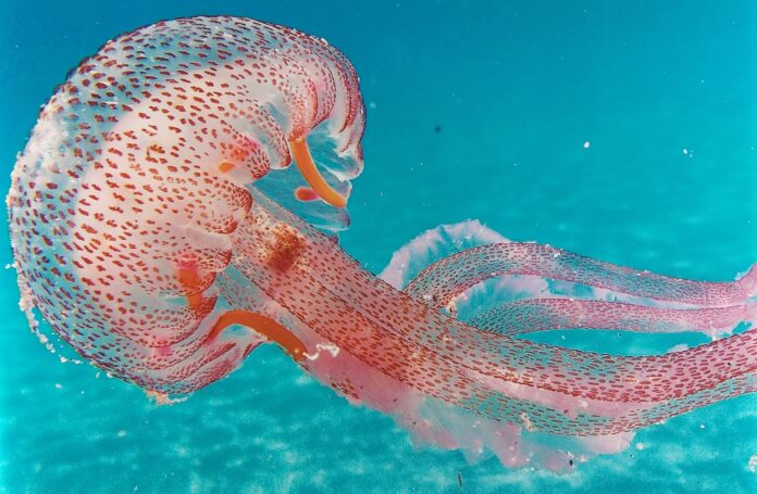 Animali fantasatici e luminosi - una medusa rosa e luminosa con lunghi tentacoli