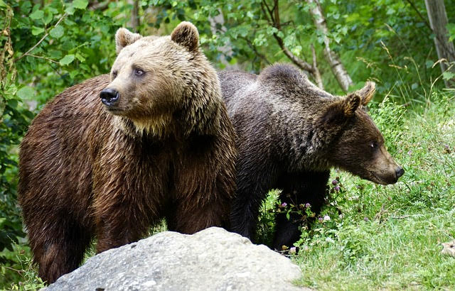 orsa JJ4 Trentino - due orsi bruni nella foresta