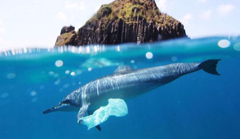 foto subacquea di un delfino con pinna intrappolata in una busta di plastica bianca