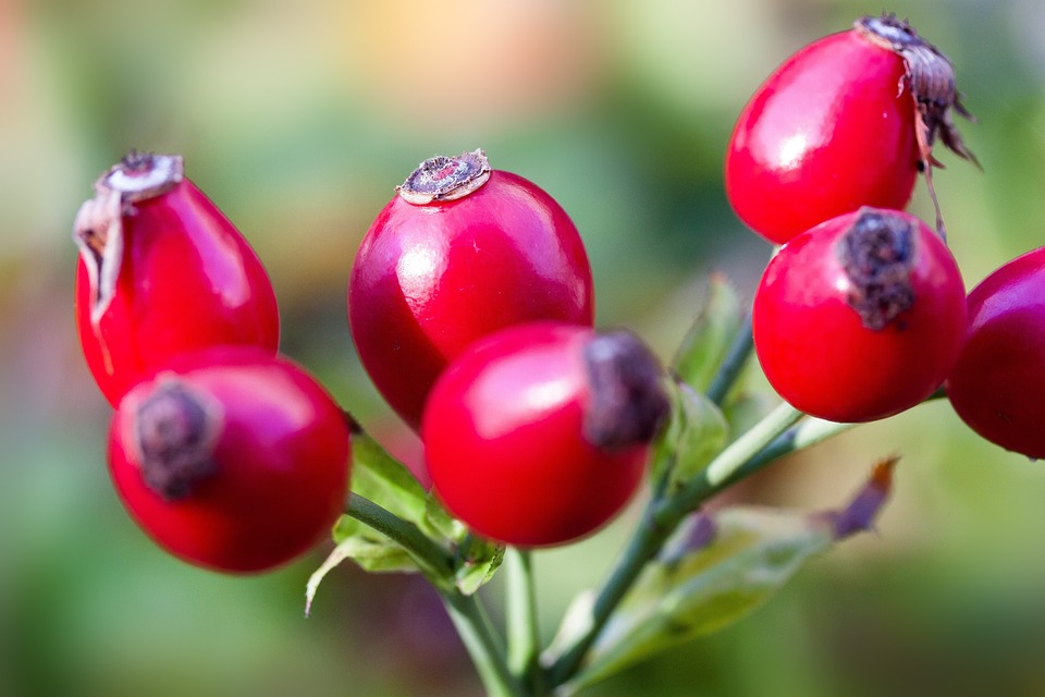 falsi frutti rossi della rosa canina