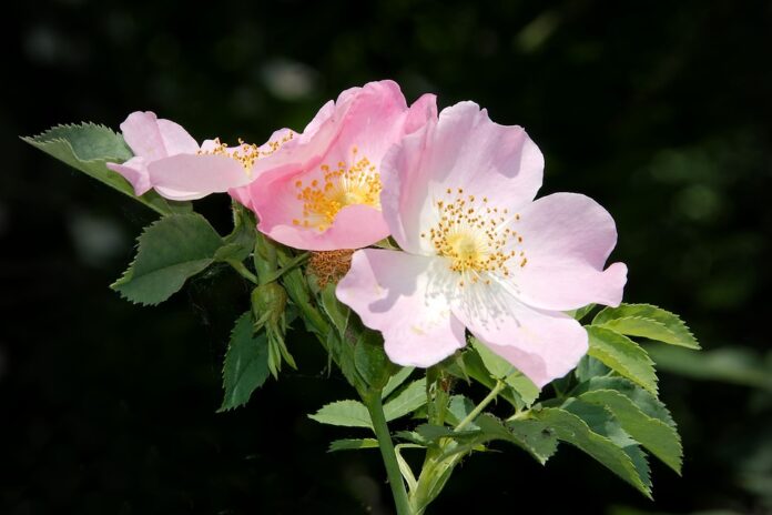 fiori rosti di rosa canina su fondo nero