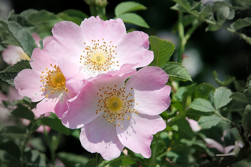 petali in primo piano