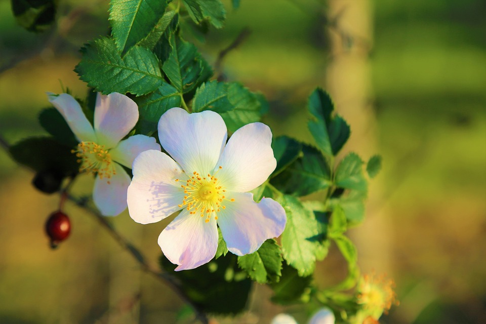 boccioli e fiori di rosa