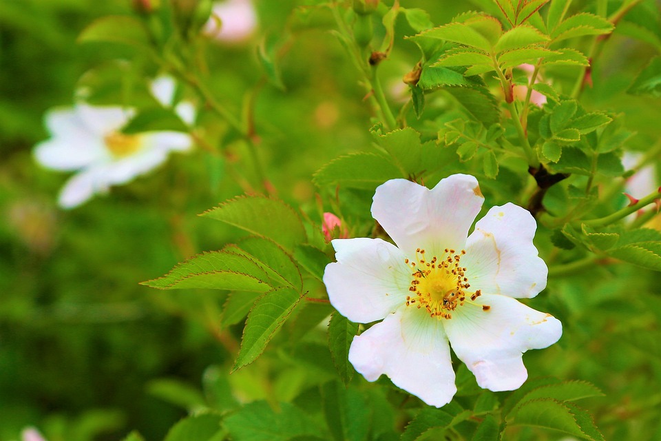 petali bianchi di rosa su cespugli