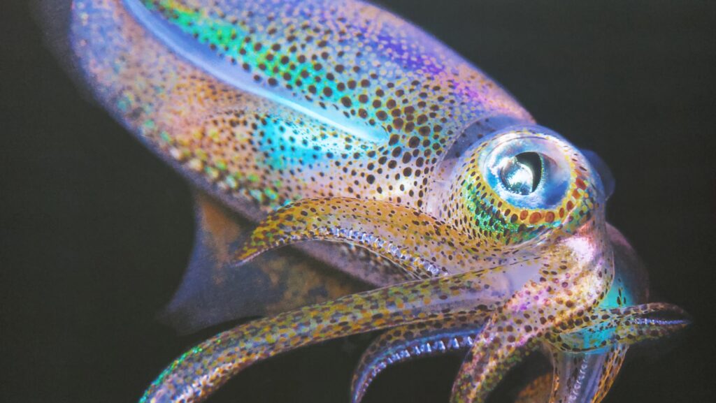 nel mare troviamo la Sepiola colibrì colorata