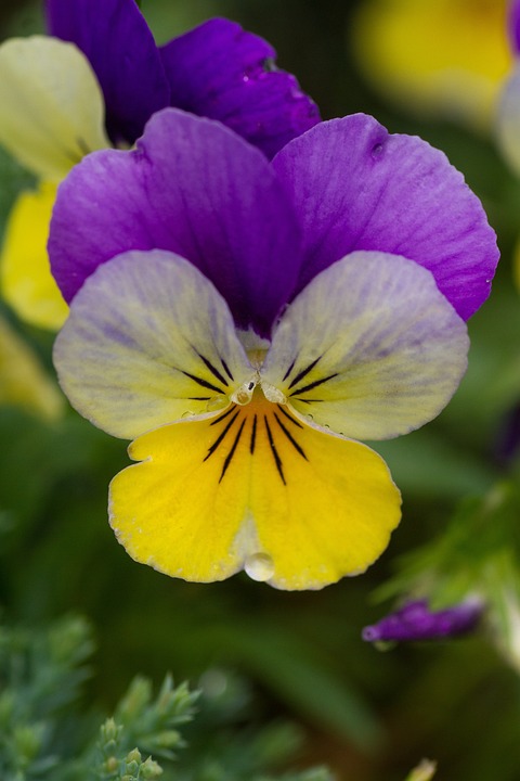 una viola fotografata in macro con particolari di petali evidenti 