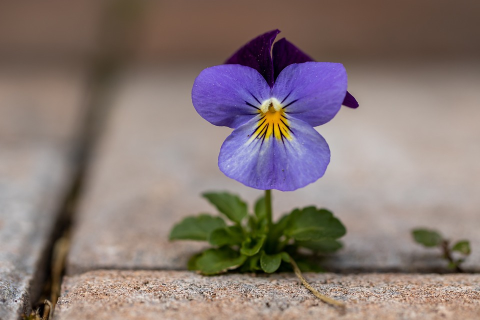 un fiore di viola che spinta da un marciapiede con cemento 