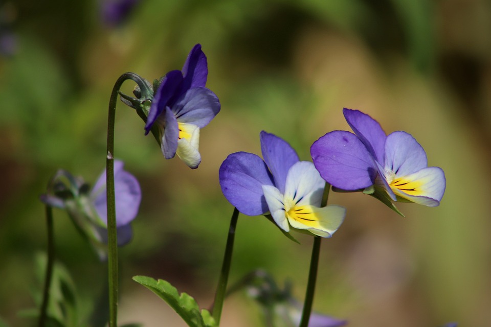 piccoli boccioli di fiori azzurri e violetti
