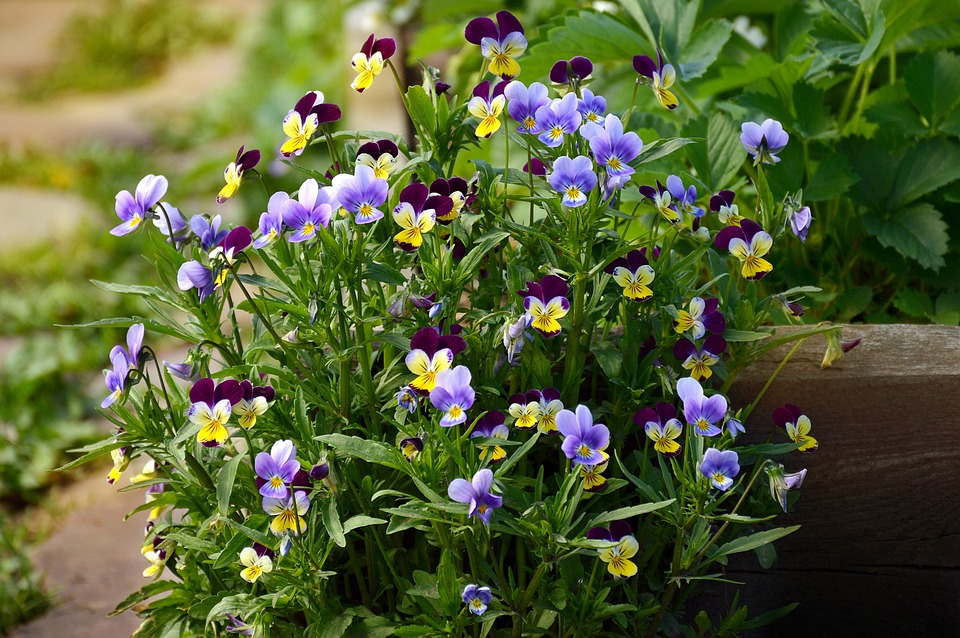 un vaso di viole del pensiero all'angolo di un balcone